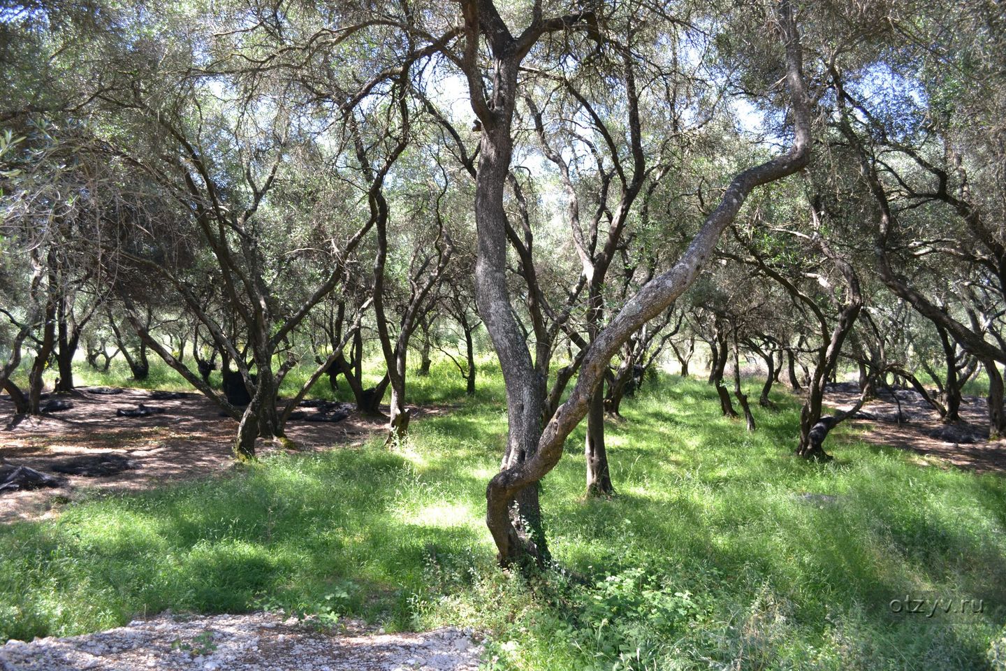 Сардиния оливковая роща