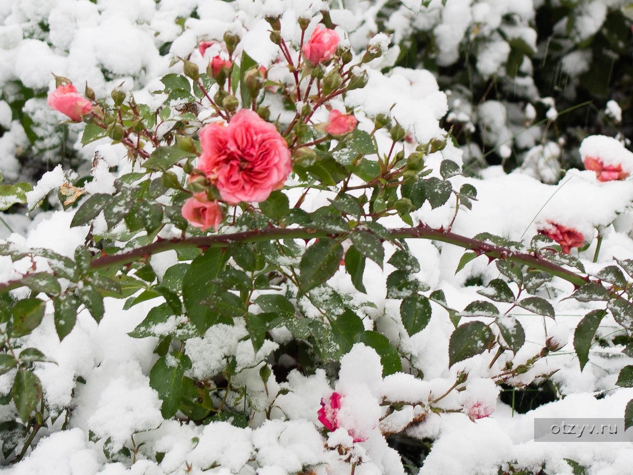 Канадская роза Снежная