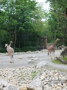 Мюнхенский зоопарк