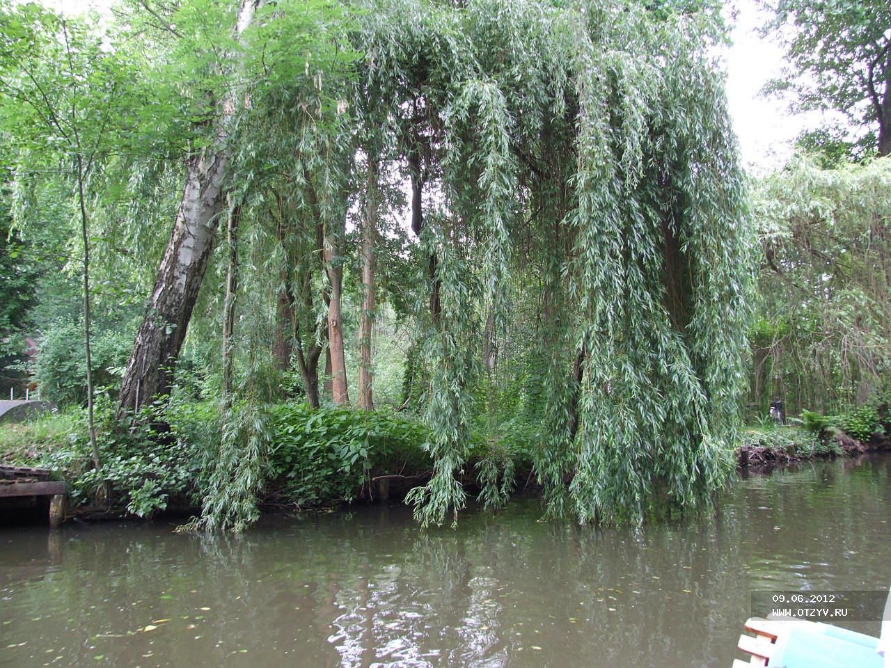 Плакучая ива москва. Ива белая плакучая Тристис. Ива плакучая водопад. Ива плакучая серебристая. Ива белая водопад.