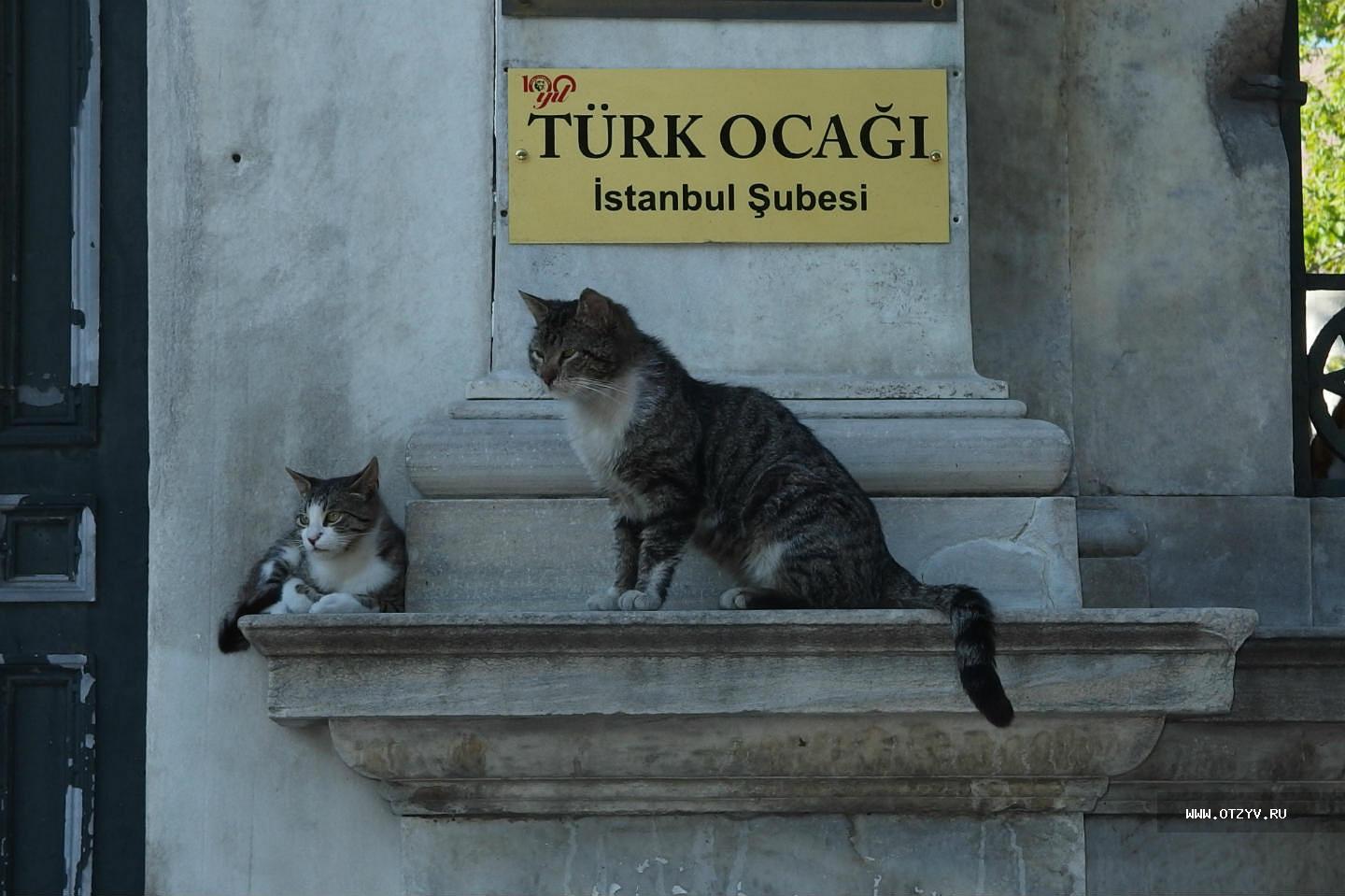 Стамбульские коты