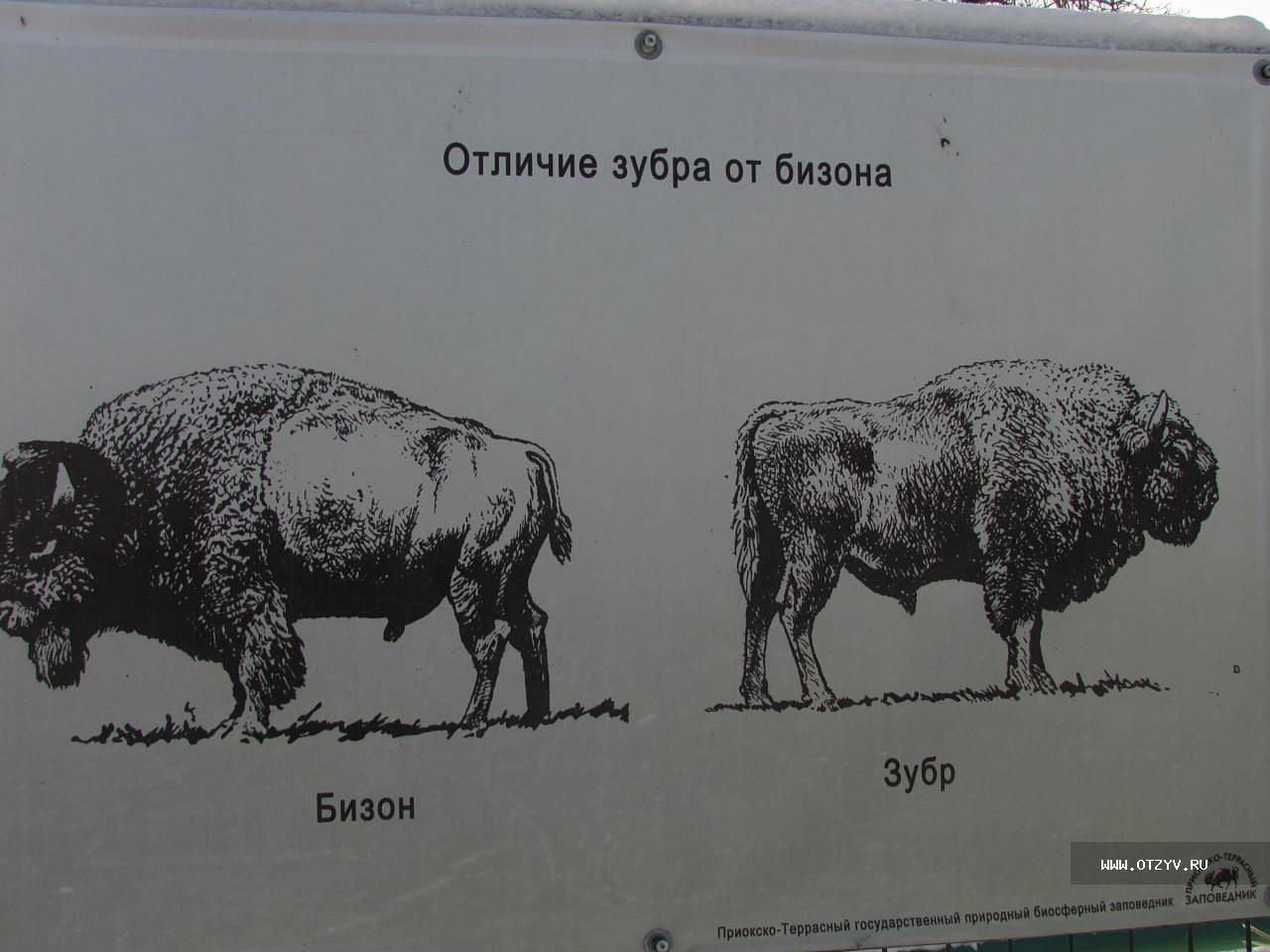 Бизон буйвол ЗУБР отличия