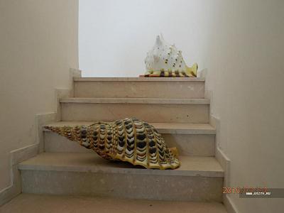 Музей ракушек в Беницесе