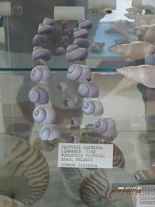 Музей ракушек в Беницесе