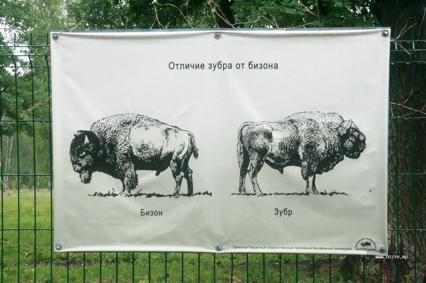 Зубр буйвол бизон разница. Зубр размеры. Зубр бизон и як отличия. Зубр вес. Степной бизон bison priscus.