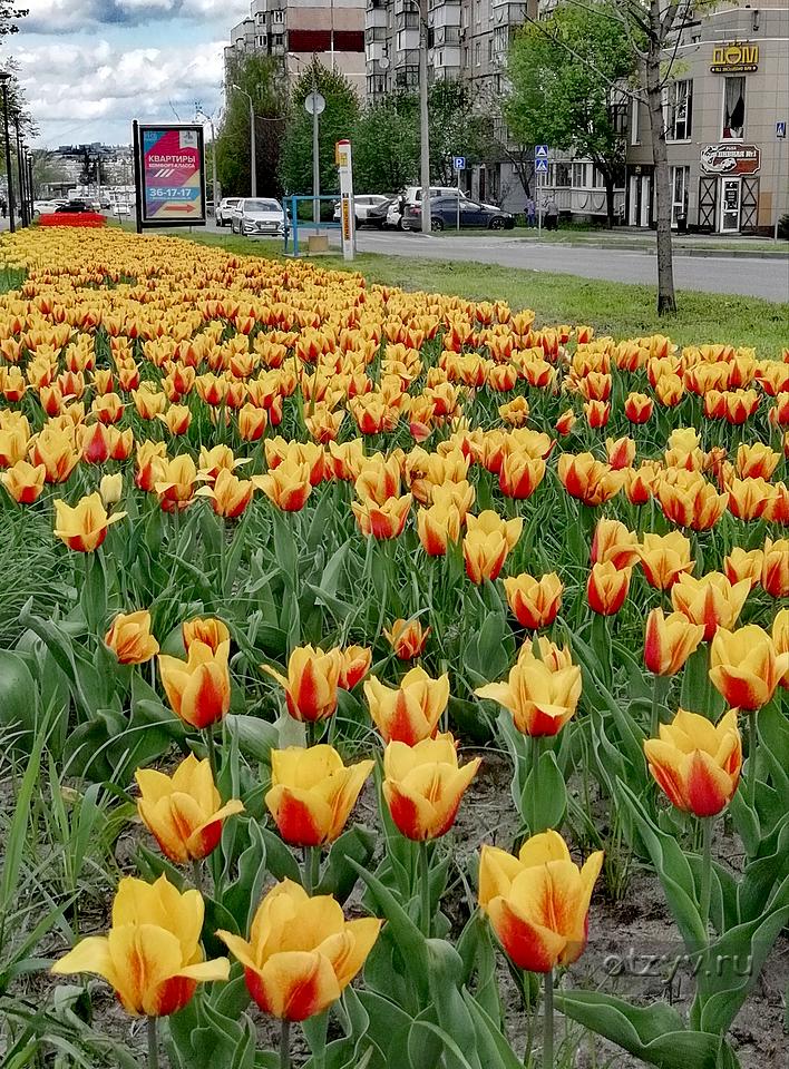 Тюльпаны в белгороде фото