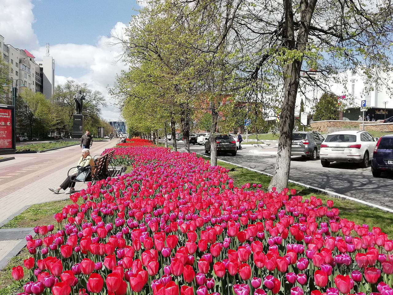 Тюльпаны в белгороде фото