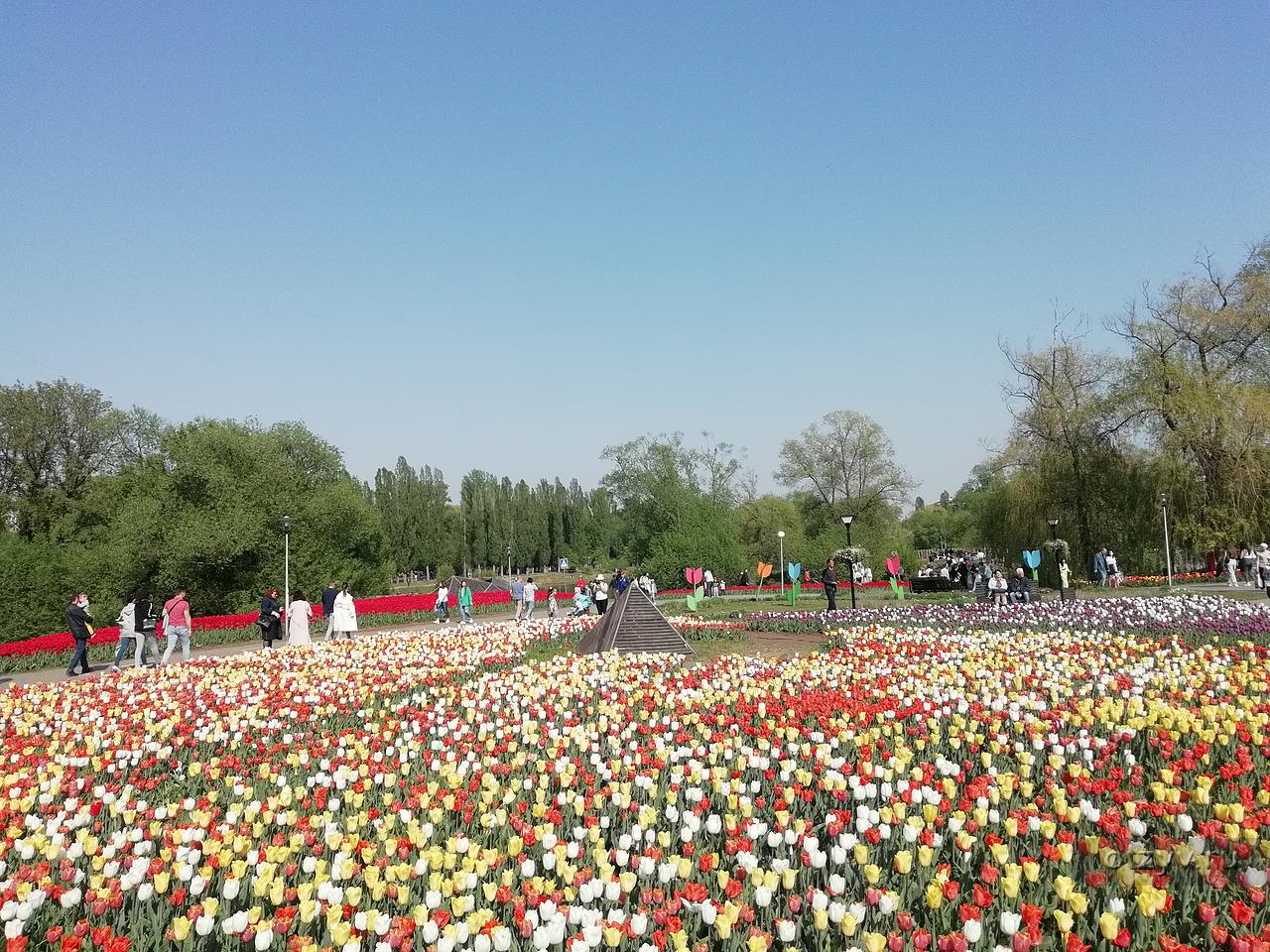 белгород фестиваль цветов фото
