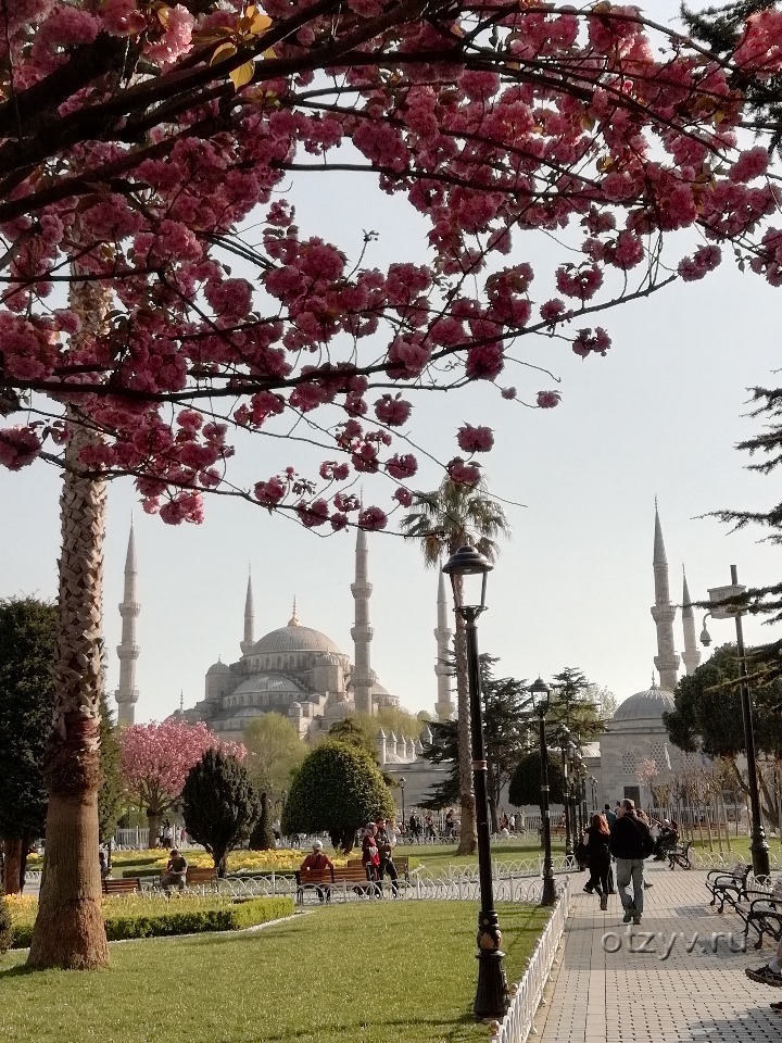 Туры в стамбул в апреле. Магнолия в Стамбуле. Стамбул в апреле. Стамбул в апреле 2022. Сад с магнолиями Стамбул Ортакей.