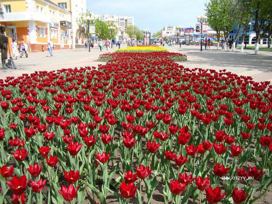 Тюльпаны нижнекамск. Аллея тюльпанов в Белгороде. Парк тюльпанов в Белгороде. Белгород тюльпаны 2022. Белгород фестиваль тюльпанов.