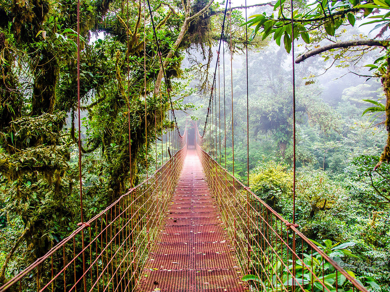 Висячий мост в тропическом лесу Коста-Рики