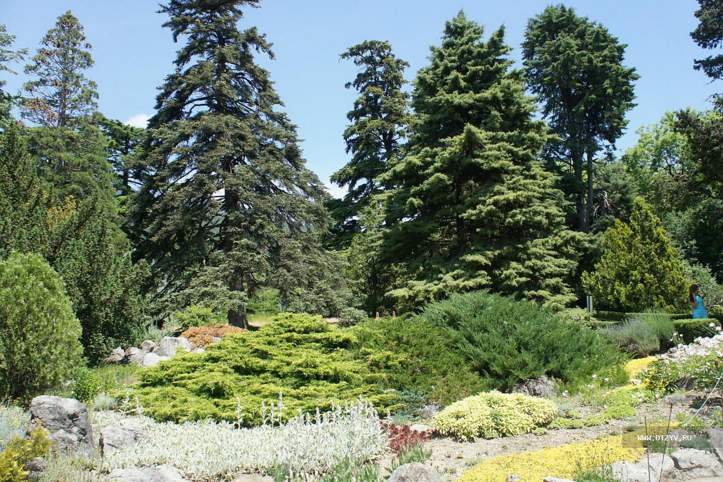 Никитский Ботанический сад пихта
