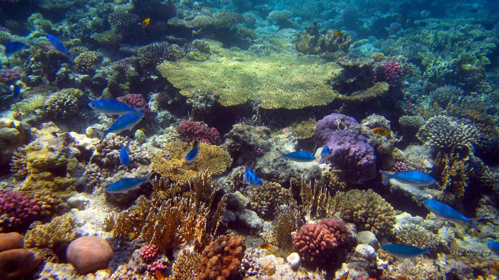 Отели хургады с коралловыми рифами
