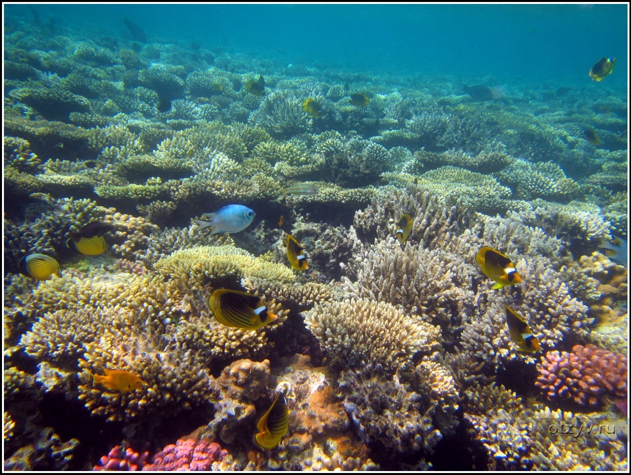 Египет Хургада кораллы