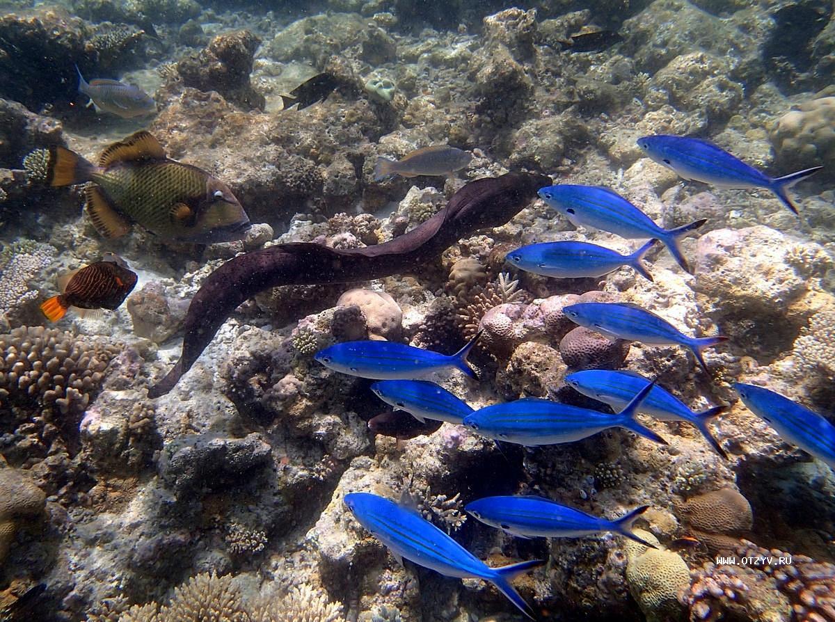 Рифовые рыбки Мальдивы