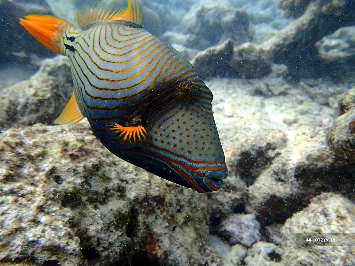 рыбы мальдивских островов названия и фото