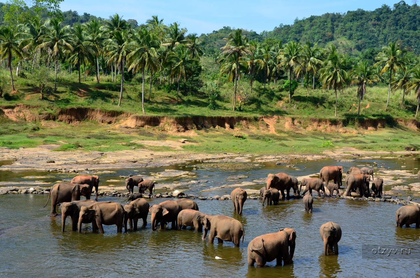 Пиннавела шри ланка. Слоновий питомник Шри Ланка Пиннавела. Приют для слонов Пиннавела Шри-Ланка.