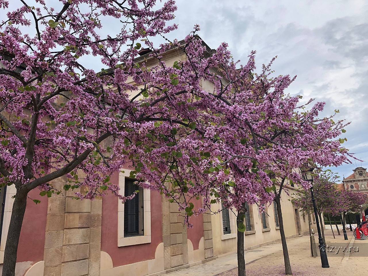 Весна в Испании