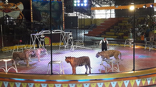 Тигровый зоопарк