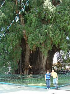 самое большое дерево в мире