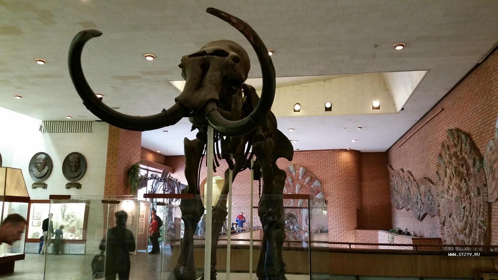 экспонаты палеонтологического музея в москве