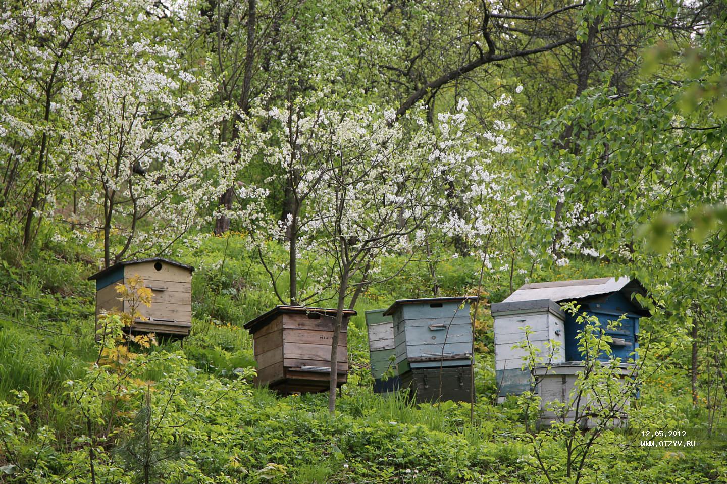 фото пасеки в лесу