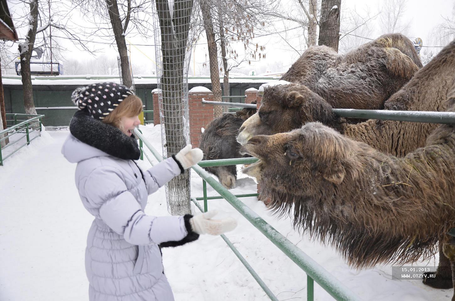 Зоопарк Лимпопо Нижний Новгород зимой