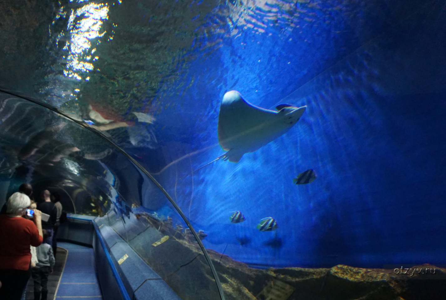 фото океанариум в санкт петербурге