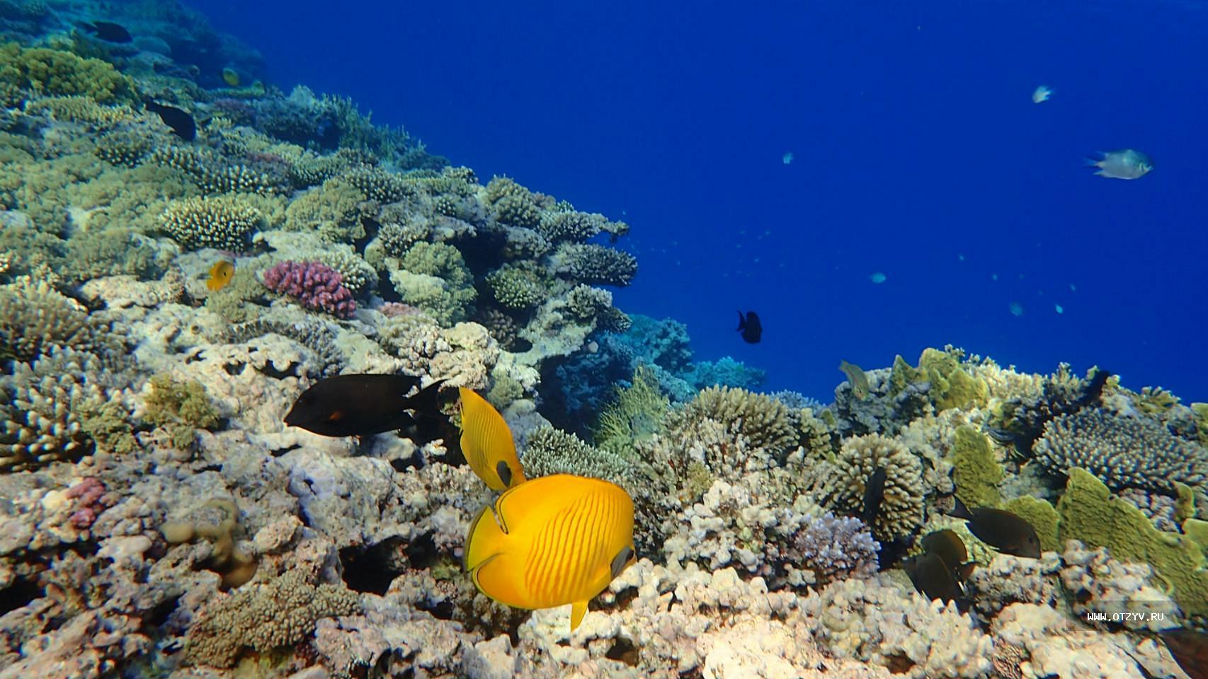 Температура красного моря хургада. Кораллы в Хургаде. Кораллы в Египте Хургада. Коралловый риф Макади.