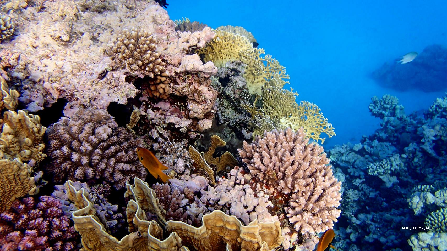 Коралловые рифы в хургаде. Коралловый риф Макади. Лабранда Хургада. Коралловый риф в Шарм Эль Шейхе.