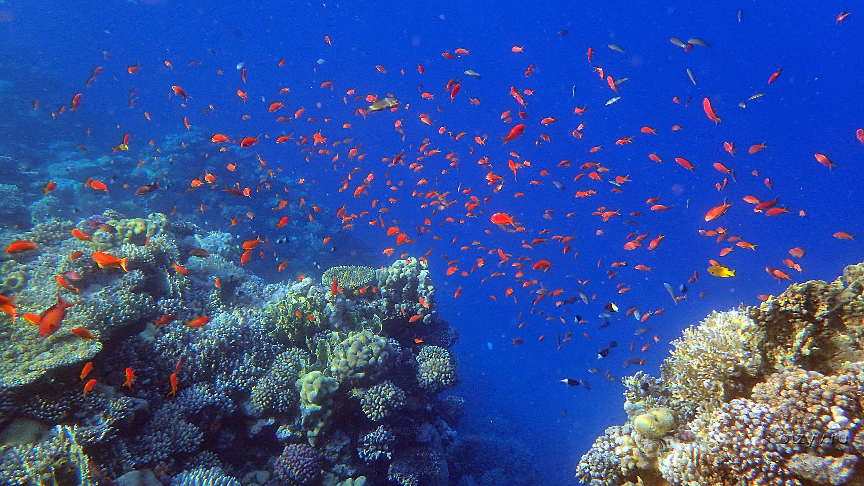 Лучшие отели с коралловыми рифами