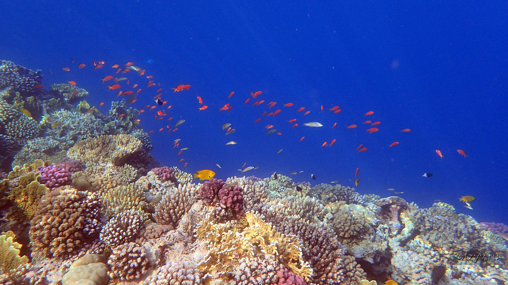 Лучшие отели с коралловыми рифами. Кораллы в Сахл Хашиш. Египет отель рыбки, кораллы отель. Сахль Хашиш рыбы. Кораллы в Египте Сахль.