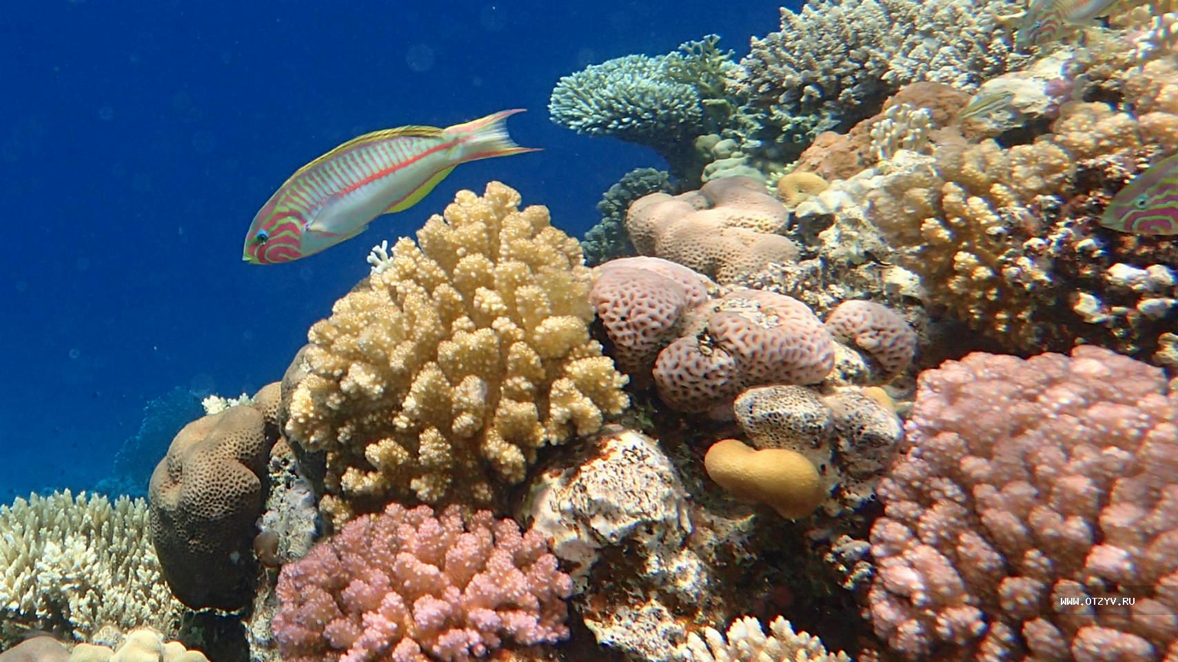 Отели шарма с коралловым рифом. Риф Шарм-Эль-Шейх. Риф в Египте Шарм-Эль-Шейх. Риф Лагуна Шарм Эль Шейх. Коралловый риф в Шарм Эль Шейхе.