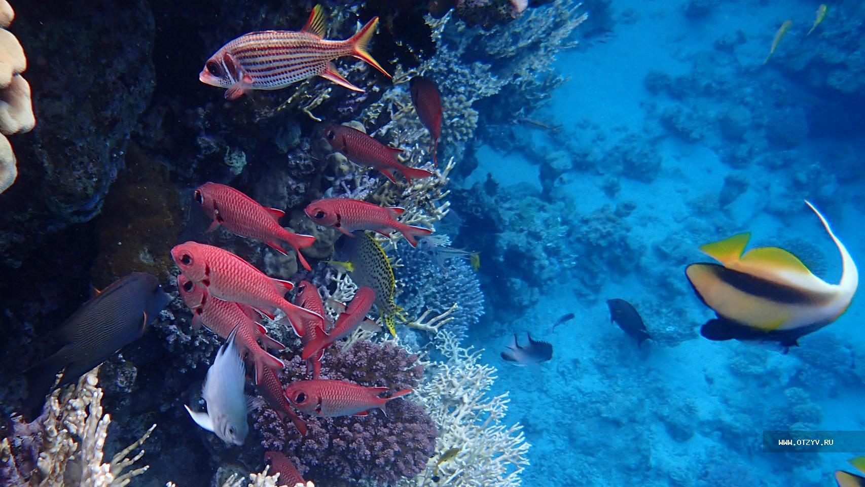 Отели шарма с коралловым рифом. Sharm Plaza риф. Sharm Plaza Coral Reef. Отель Reef reason 5* Egypt коралловый риф. Коралловый риф Сочи гостевой дом.
