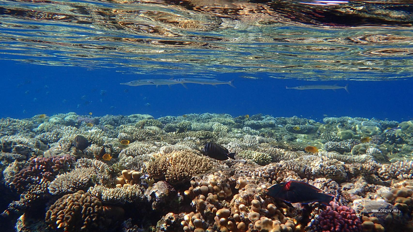 Отели шарма с коралловым рифом. Риф Шарм-Эль-Шейх. Красное море риф Шарм Эль Шейх. Коралловый риф в Шарм Эль Шейхе. Шарм Эль Шейх пляжи с рифами.