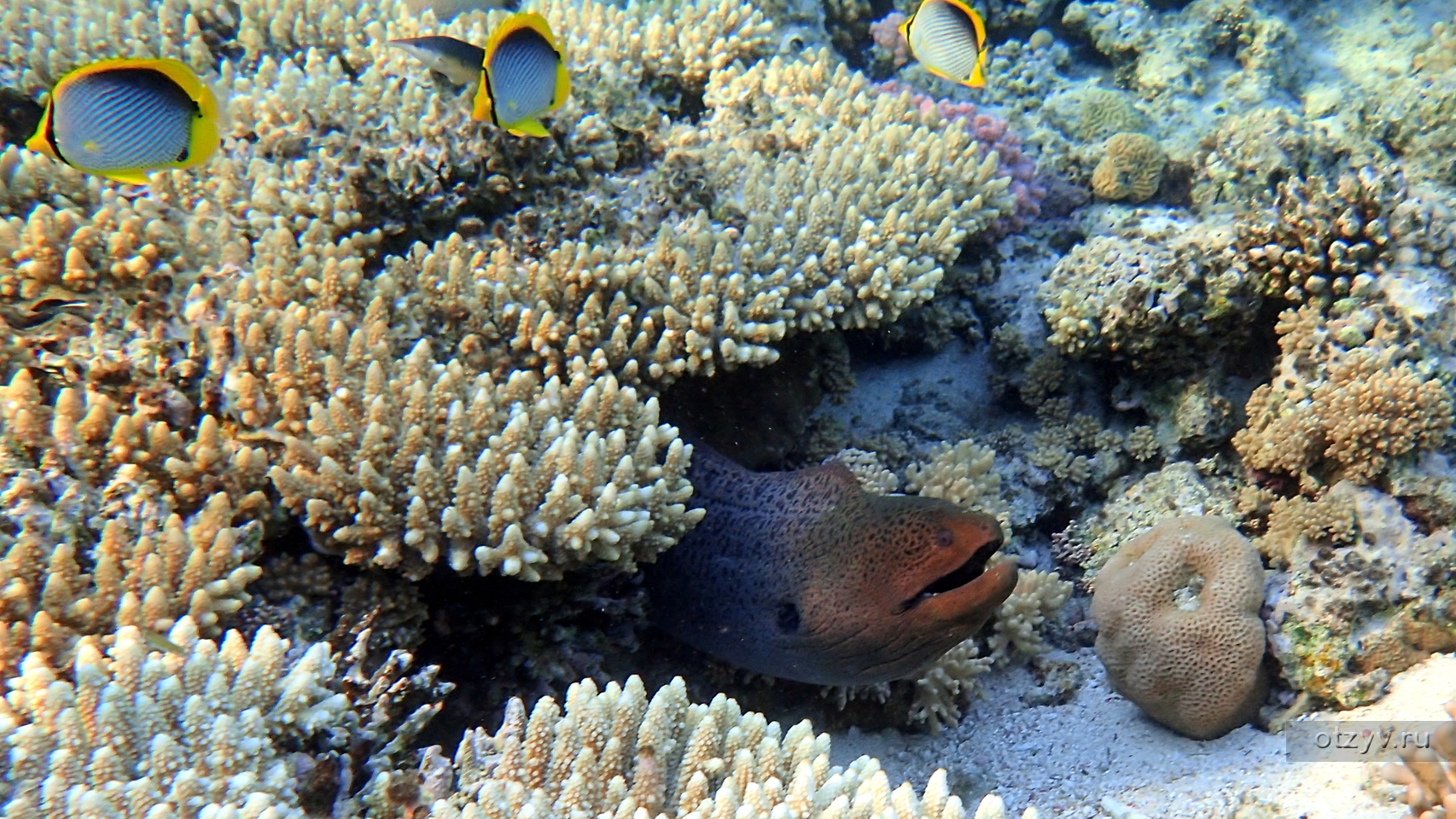 Отель Reef Oasis Blue Bay