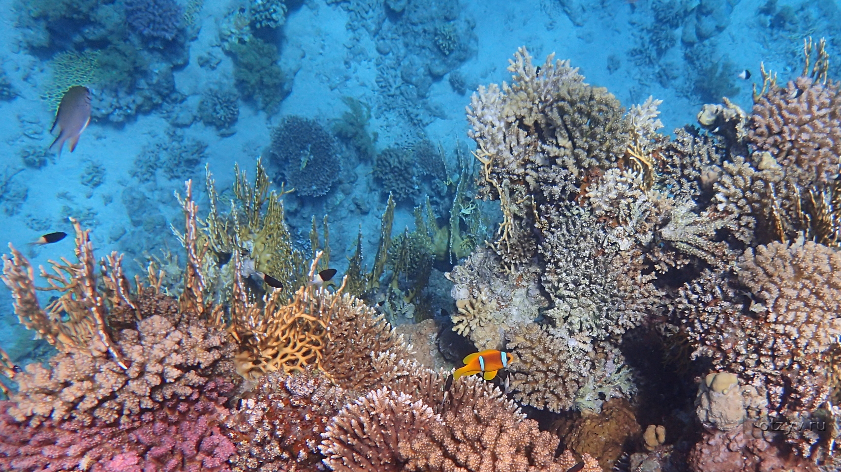 Отели шарма с коралловым рифом. Коралловый риф в Шарм Эль Шейхе. Кораллы в Шарм Эль Шейхе. Риф Лагуна Шарм Эль Шейх. Подводный мир Египта Шарм-Эль-Шейх.
