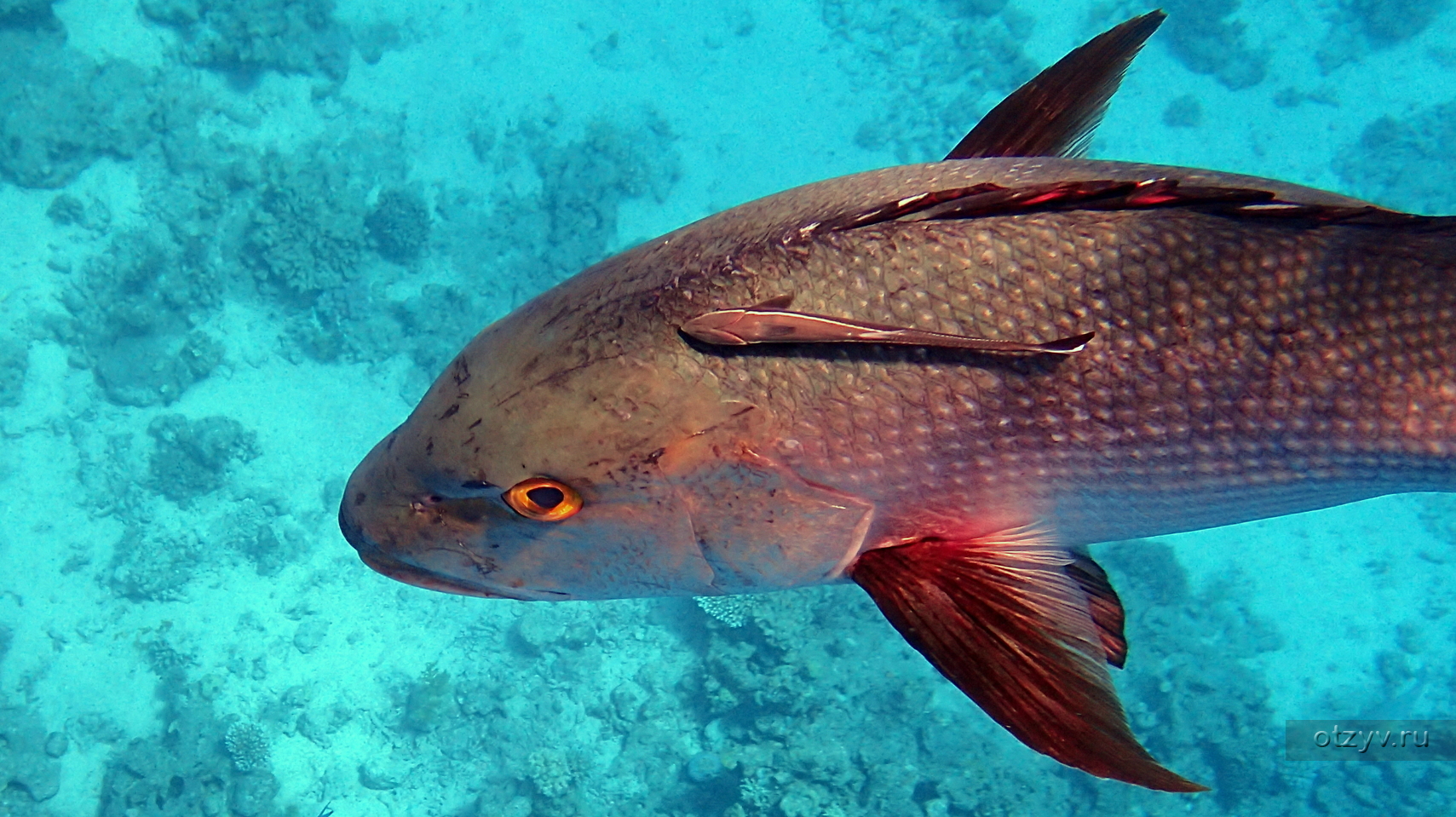 Луциан 3.3. Горбатый красный луциан. Трехполосый луциан. Луциановые рыбы. Рыба Африканский красный луциан.
