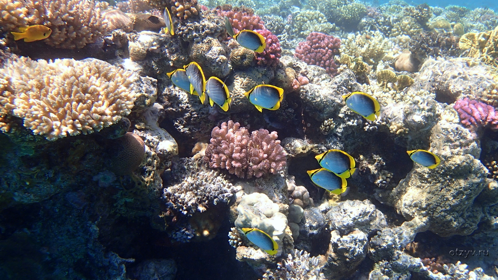 Коралловый риф отзывы. Риф Гранд Оазис. Рыбы и кораллы риф Оазис Блю Бэй. Коралловый риф Хургада. Сафага Бэй, домашний коралловый риф.