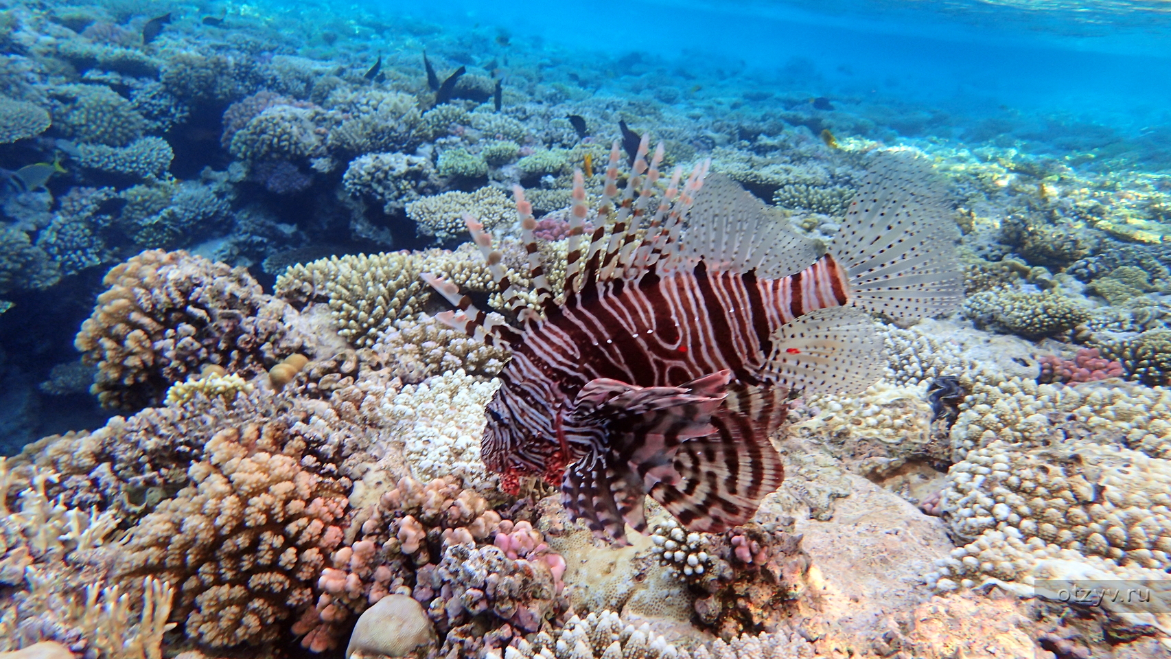 Лучшие отели с коралловыми рифами. Reef Oasis Beach Resort кораллы. Рыбы и кораллы риф Оазис Блю Бэй. Sentido Reef Oasis senses риф снорклинг. Рыбки Оазис.