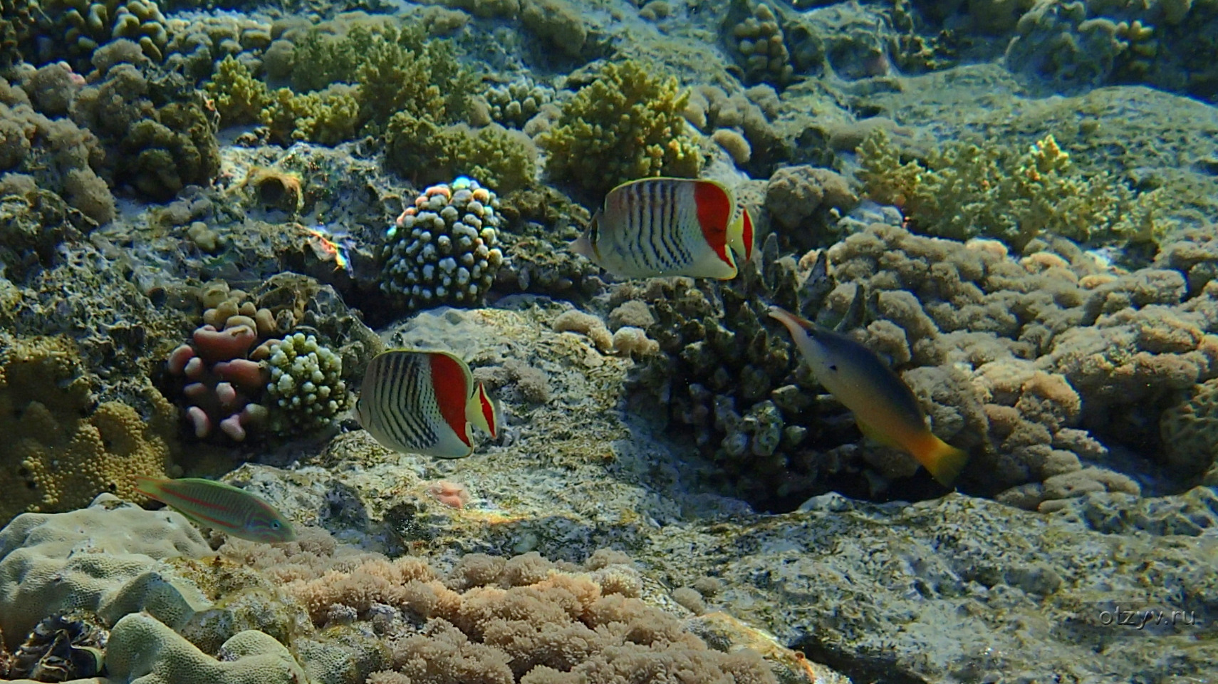 Рыбы красного моря шарм эль шейх фото с названиями и описанием
