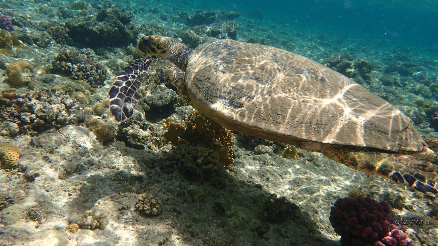 Водная 5 букв. Марса Алам море. Марса Алам девушки. Тут в Марса Алам. Пляж Водный мир фото 800 на 600.