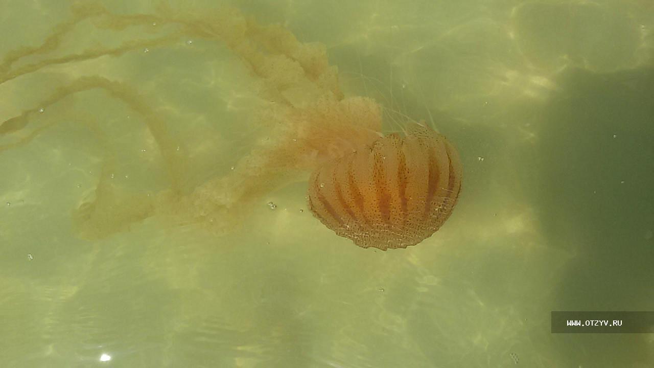 необычная медуза. пелагия медуза средиземного моря. медузы средиземного моря. индийские медузы. сцифоидные медузы.