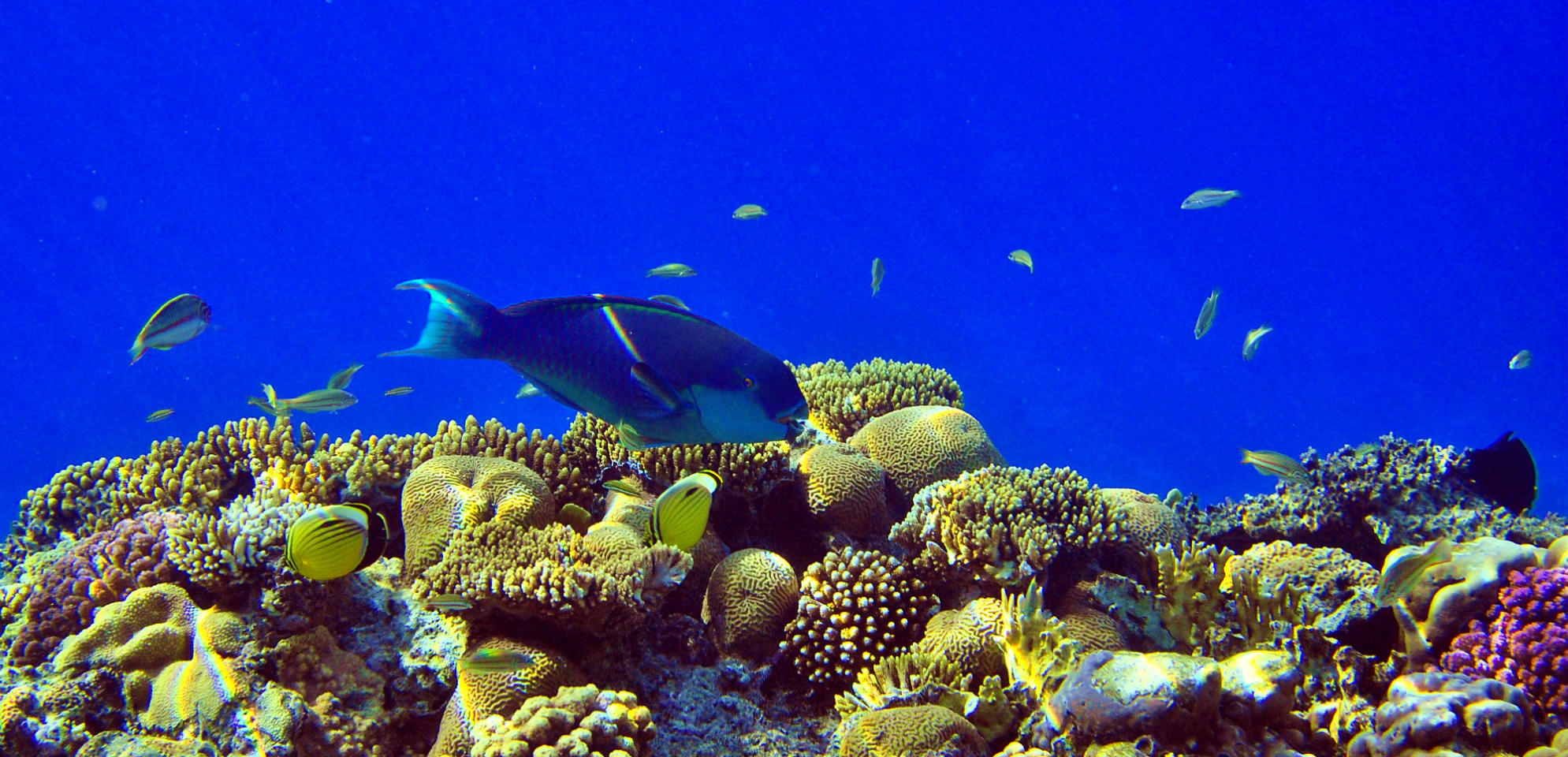 риф шарм-эль-шейх. кораллы в шарм эль шейхе. красное море риф шарм эль шейх. риф в египте шарм-эль-шейх. отель риф оазис бич резорт шарм-эль-шейх.