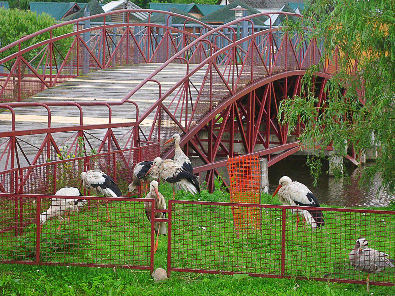 Зоопарк гродно фото