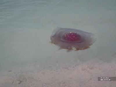 Медуза..НЕ опасная