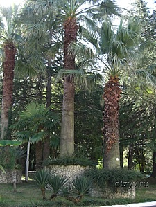 Пальмы в парке
