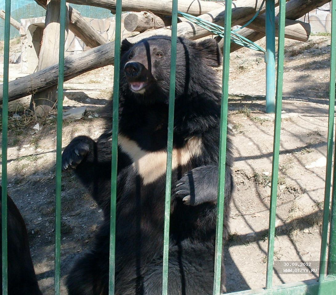 Фото из сафари парка геленджик