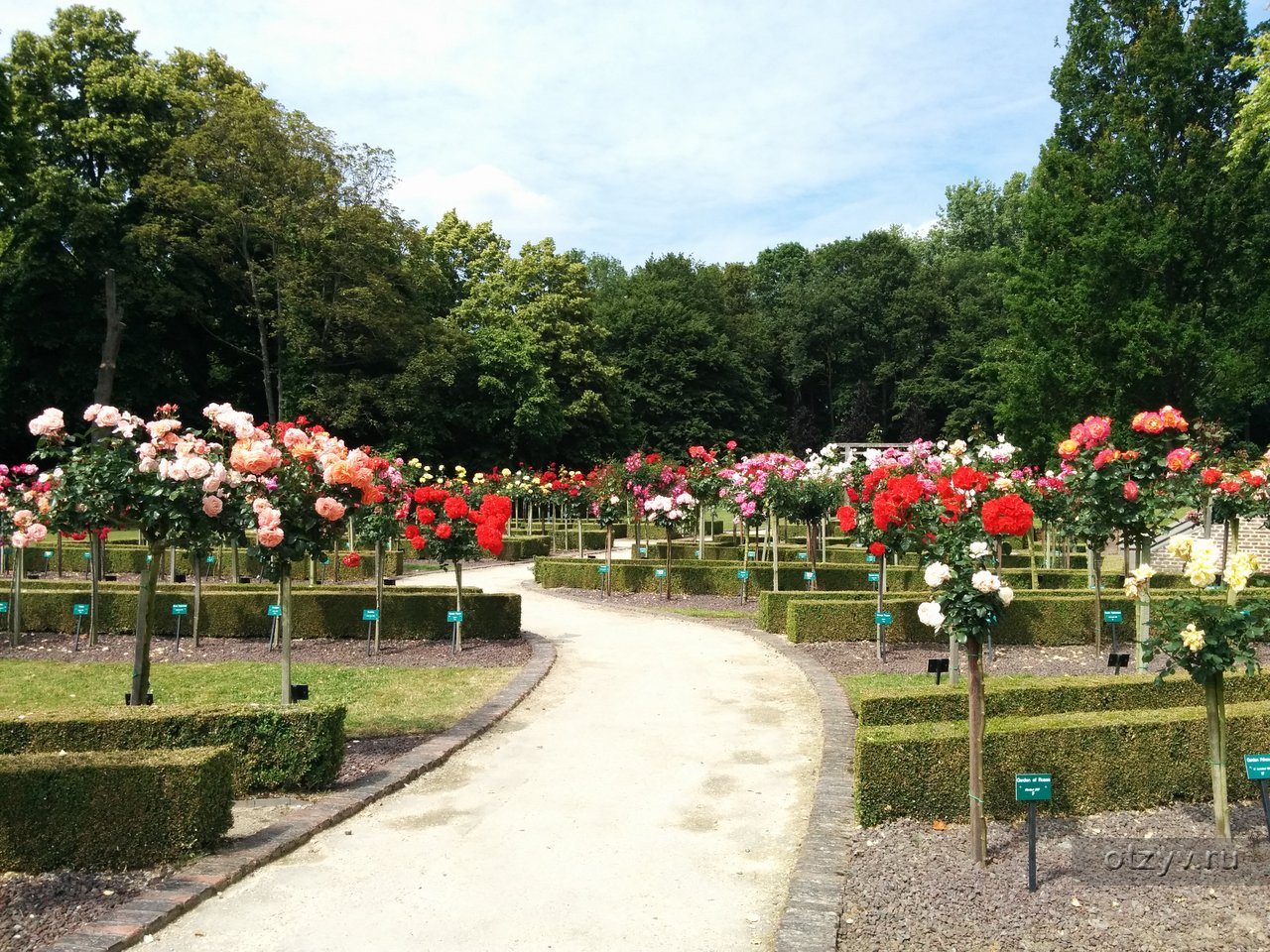 В сад роз 38. Розарий Coloma в Бельгии. Чеховский сад сорта роз. Тиргартен сад роз.
