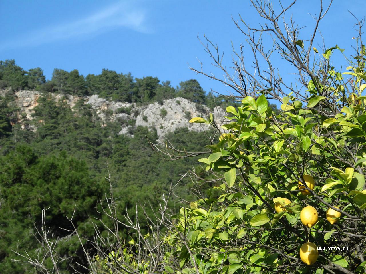 Сады Лимонов Турции